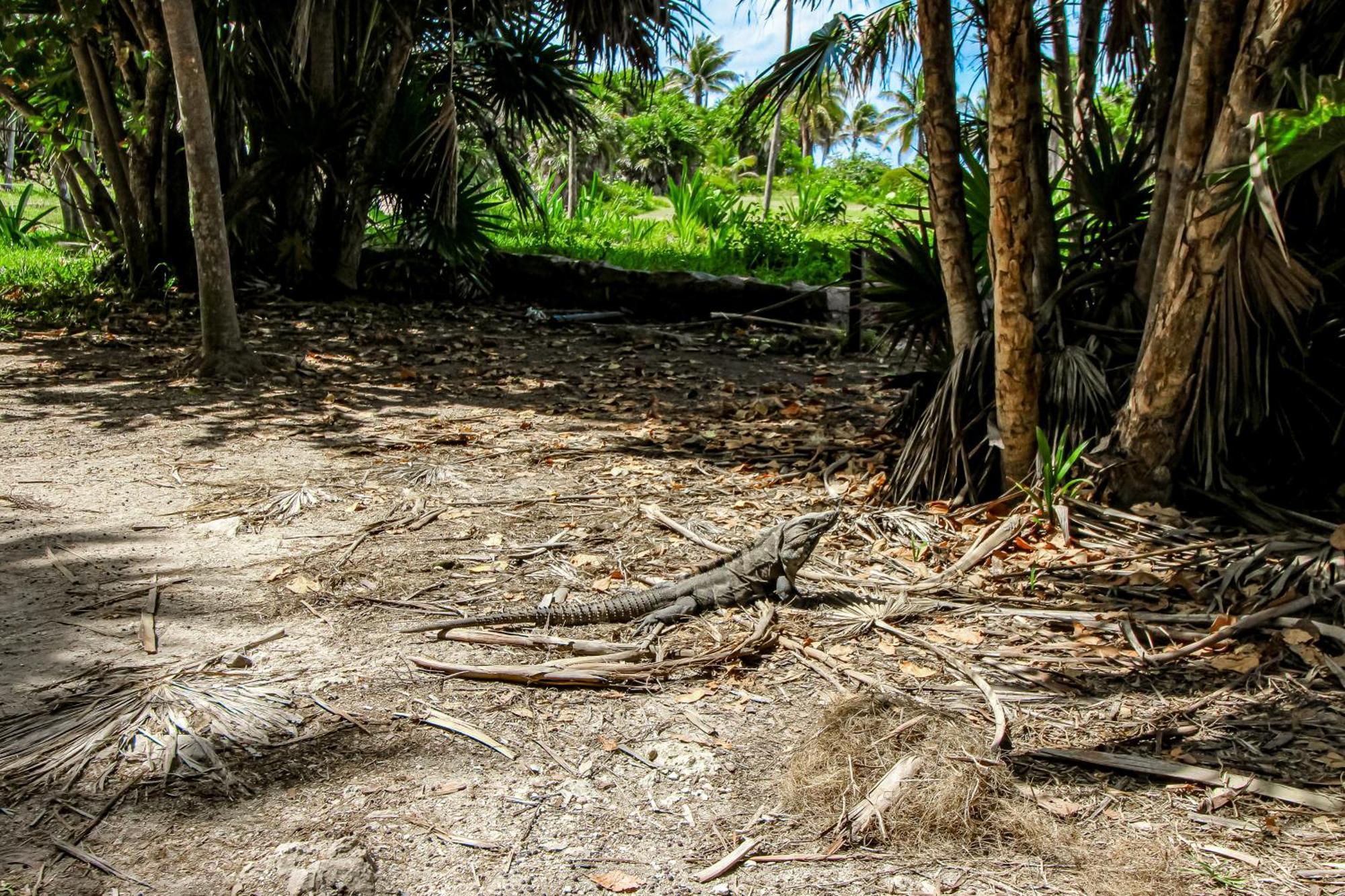 Mestiza 307 At Luum Zama, Aldea Zama Tulum Zewnętrze zdjęcie